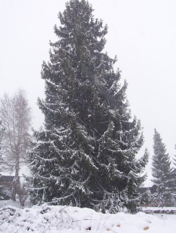 praz.jpg (84040 bytes)