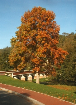 prevost.jpg (97750 bytes)