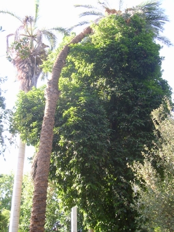 redox.jpg (111027 bytes)