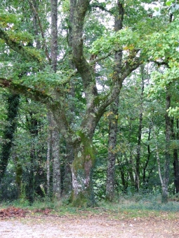 rivaud.jpg (120179 bytes)