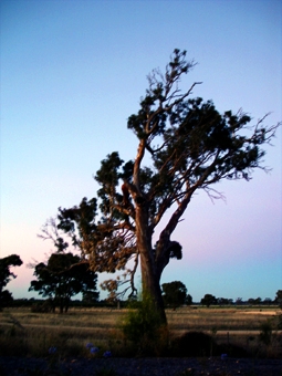 ronan.jpg (79472 bytes)