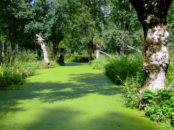 schmit.jpg (109445 bytes)