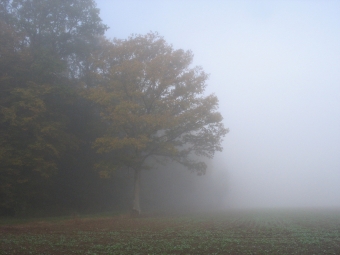 schneider.jpg (54231 bytes)