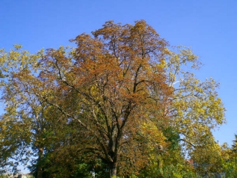 stella.jpg (98609 bytes)