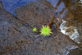 taraga.jpg (93274 bytes)