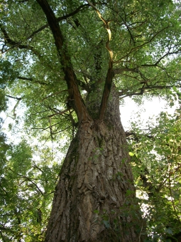 tashaw.jpg (120632 bytes)