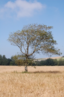 tirmarche.jpg (73853 bytes)