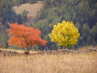 valerieallos.jpg (90628 bytes)