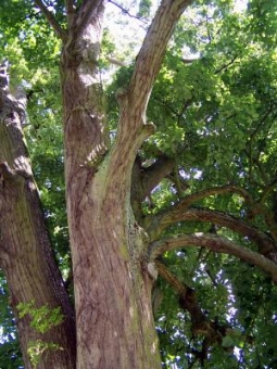 veyrard.jpg (100789 bytes)