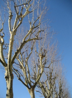 arnaudo.jpg (92875 bytes)