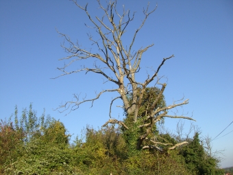 bazin.jpg (80712 bytes)