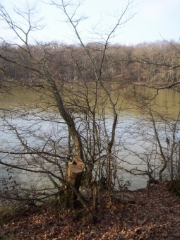 berol.jpg (97890 bytes)