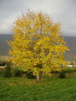 bois.jpg (92020 bytes)