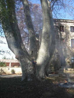 caregnato.jpg (38688 bytes)