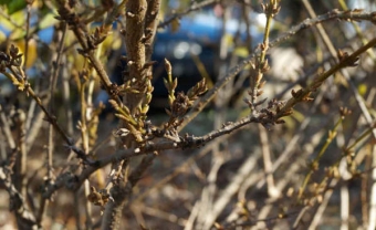 claire.jpg (74872 bytes)