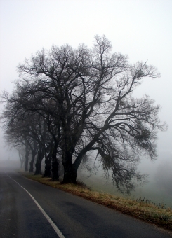 collin.jpg (71002 bytes)