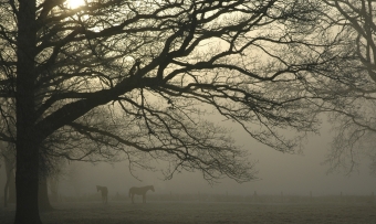 cornut.jpg (73982 bytes)