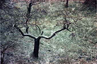 delisle.jpg (101113 bytes)