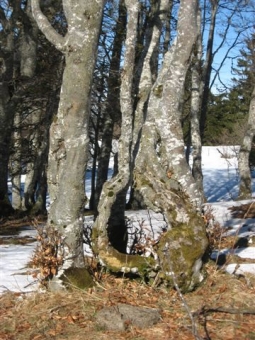 dewitte.jpg (103464 bytes)