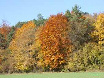 dgris.jpg (102947 bytes)