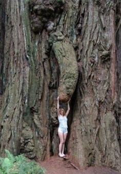 francineb.jpg (85733 bytes)