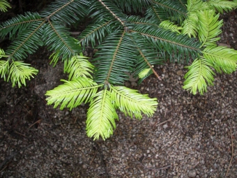 gamet.jpg (111335 bytes)