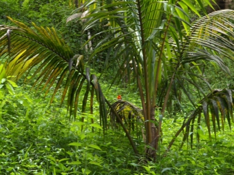 godet.jpg (116573 bytes)