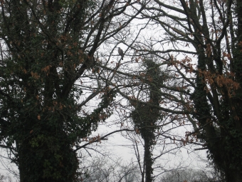 grolleau.jpg (108323 bytes)