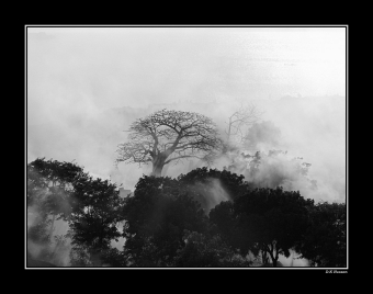 huss.jpg (42794 bytes)