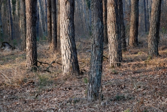 jmig.jpg (105234 bytes)