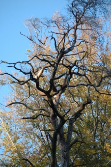 kessler.jpg (110664 bytes)