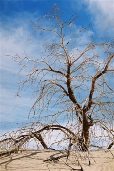 kiki.jpg (83546 bytes)