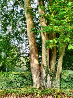 lecam.jpg (141583 bytes)