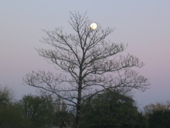 legouge.jpg (67255 bytes)