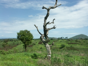 leroux.jpg (79150 bytes)