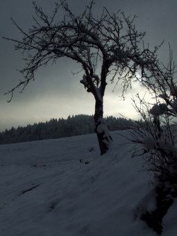 mandine.jpg (67210 bytes)