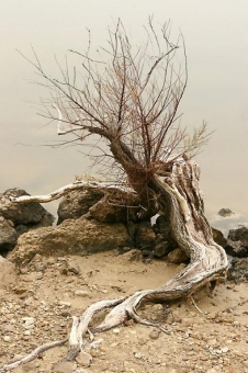 mary.jpg (78132 bytes)