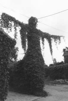 masson.jpg (53293 bytes)