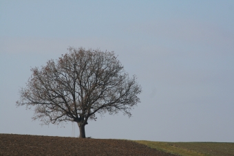 olive.jpg (49316 bytes)