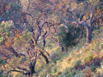 orgeret.jpg (118780 bytes)