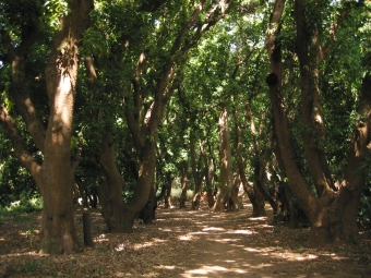 pairel.jpg (106687 bytes)