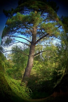 pineau.jpg (84157 bytes)