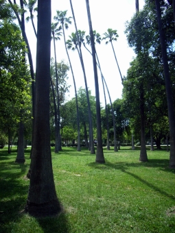 rabreau.jpg (99149 bytes)