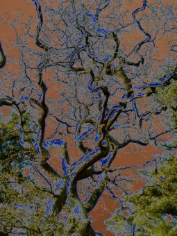 roche.jpg (115493 bytes)