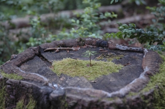 serge.jpg (73644 bytes)