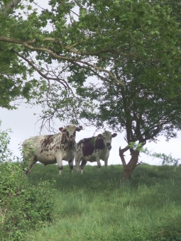 tatalulu.jpg (103087 bytes)