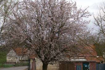 veroetjp.jpg (101148 bytes)