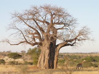 ville.jpg (91191 bytes)