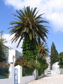 wissem.jpg (92206 bytes)