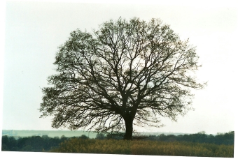 servain.jpg (60401 bytes)